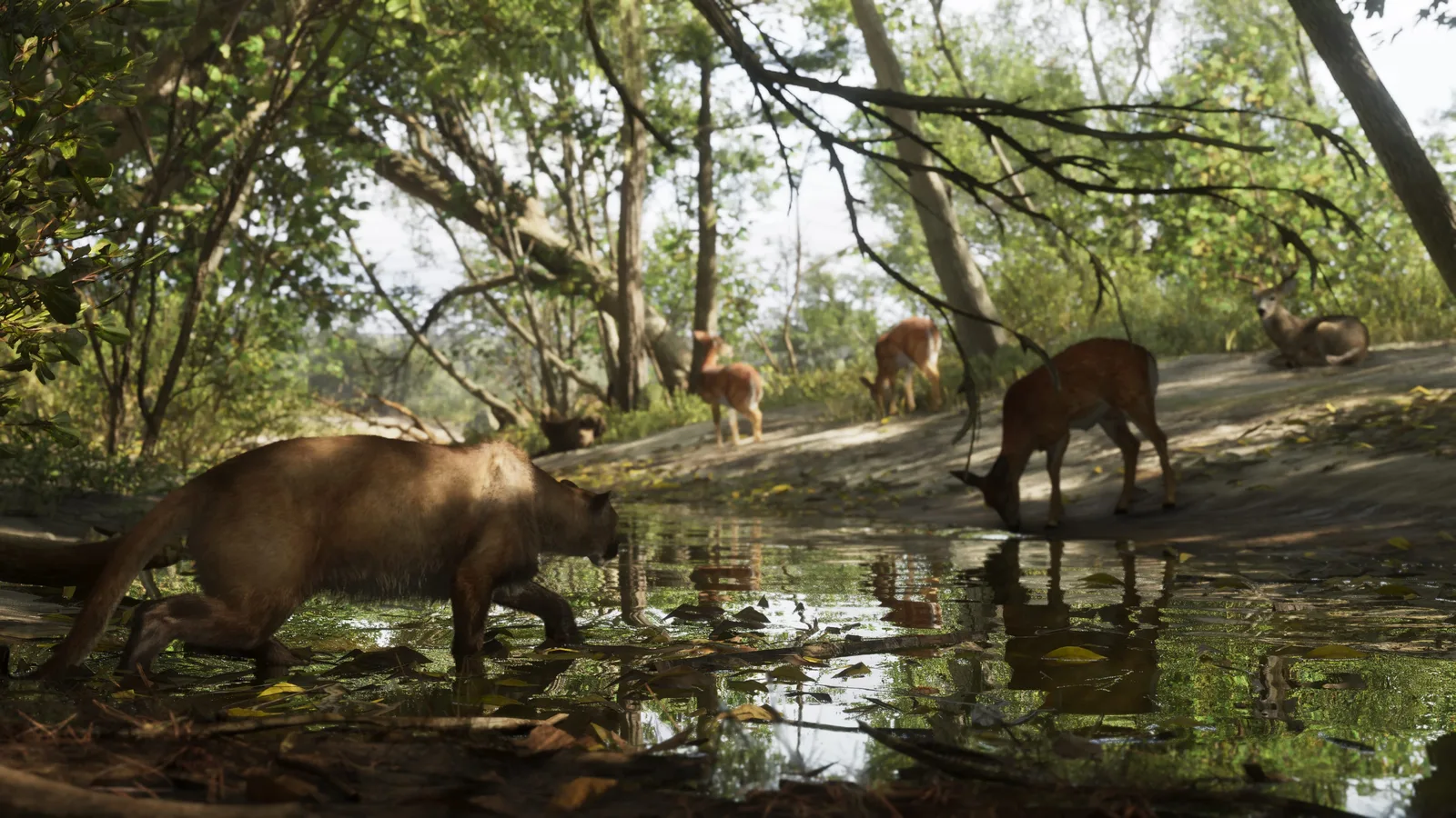 A cougar wading through a leaf-strewn shallow creek while several deer drink and graze on the far bank under woodland canopy.